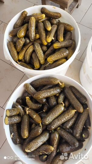 Огурцы соленые бочковые