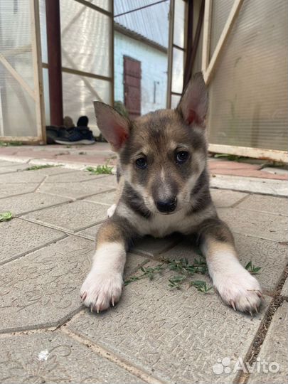 Щенки западно-сибирской лайки