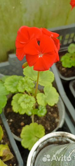 Герань пеларгония