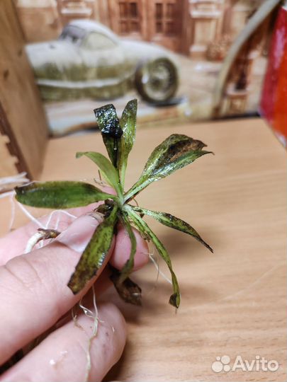 Аквариумные растения бесплатно