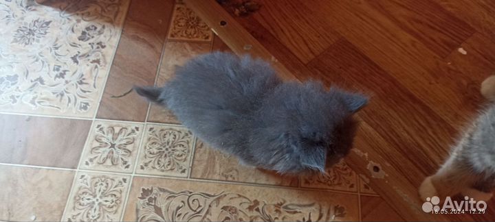 Сибирские котята