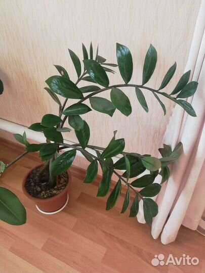 Замиокулькас