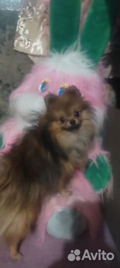 Мини шпиц вязка