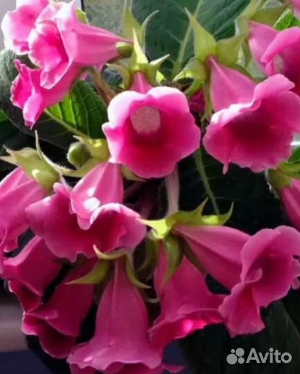 Глоксинья Тидея