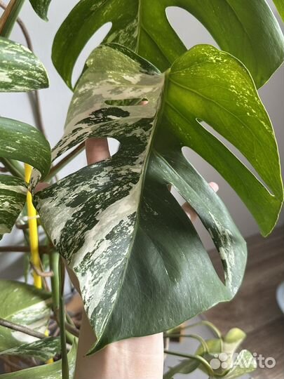 Монстера вариегатная альба