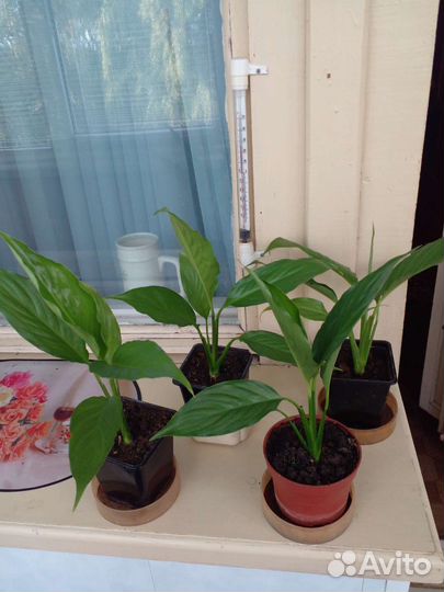 Спатифиллум