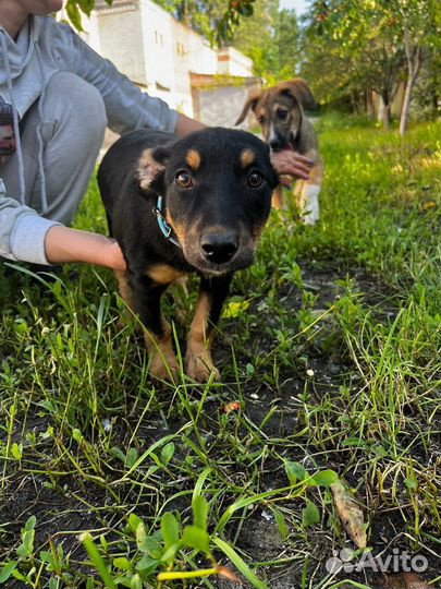 Чита 4 мес 25 см в холке