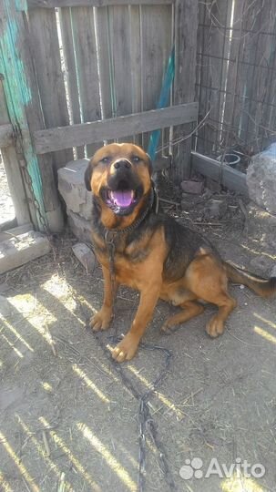 Собака в дар