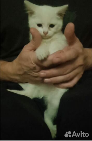 Котята турецкой ангоры