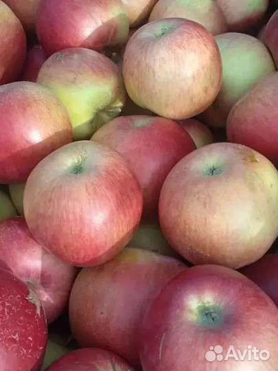 Яблоки оптом