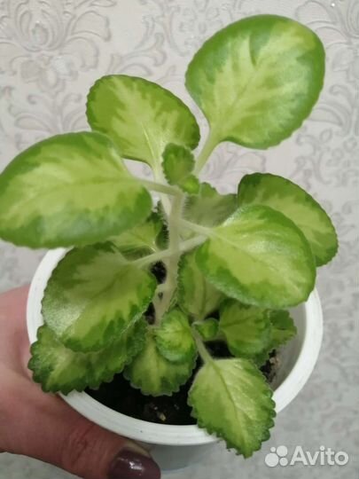 Комнатная мята (плектрантус) 2 вида