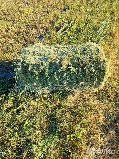 Сено люцерны перемешку