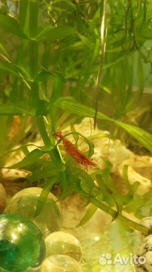 Креветка вишня черри