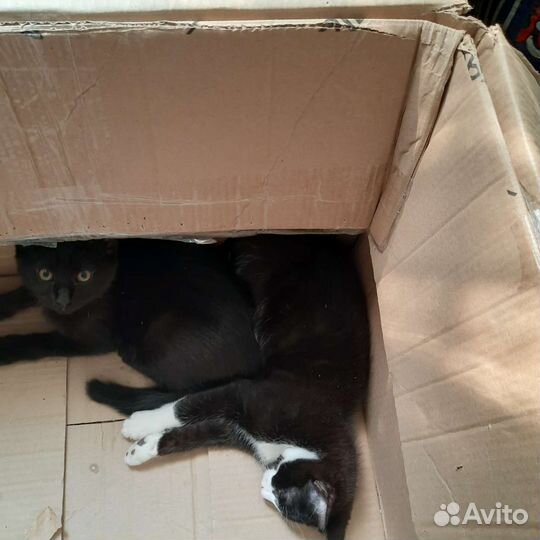 Кошка в дар