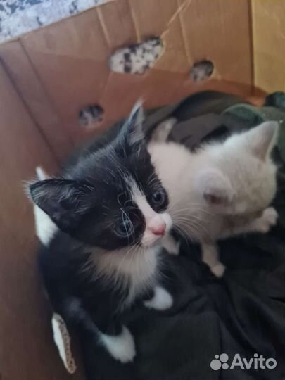 Кошка в дар