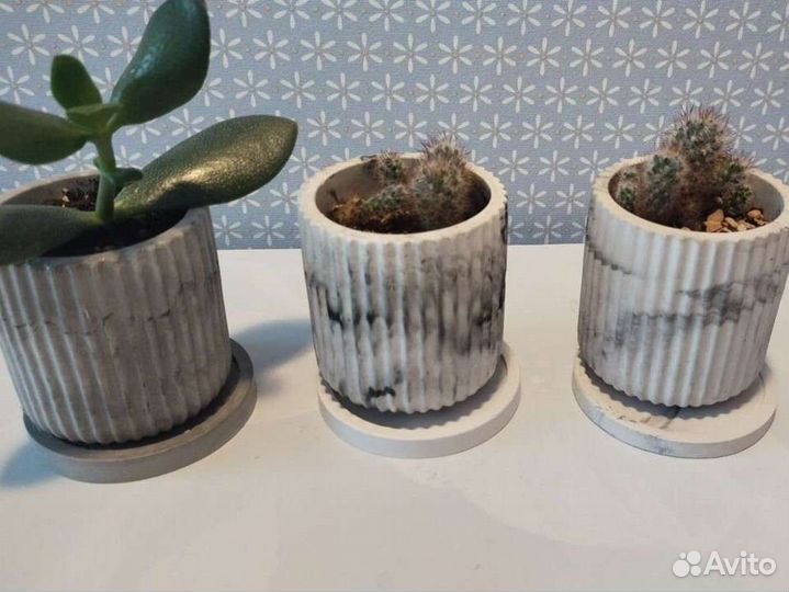 Кактусы и суккуленты, хавротии в кашпо