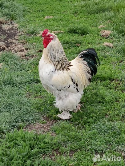 Петух Брама