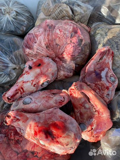 Головы телят