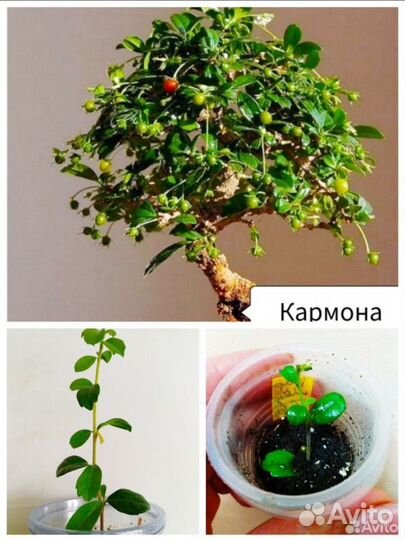 Серисса +Нашия +Кармона и др. Комнатные цветы