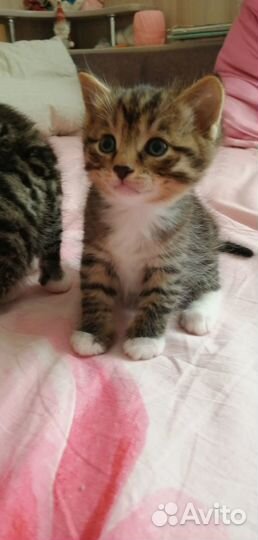 Отдам котят
