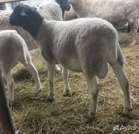 Овцы бараны дорпер