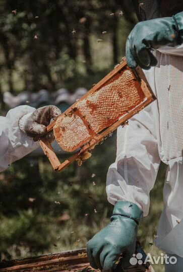 2024 Мёд натуральный из Алтая опт