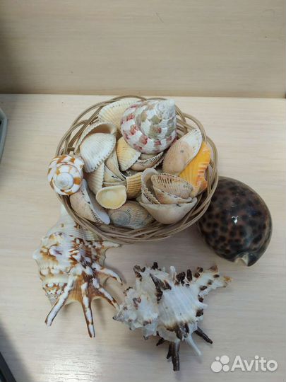 Набор ракушек для украшения, для поделок