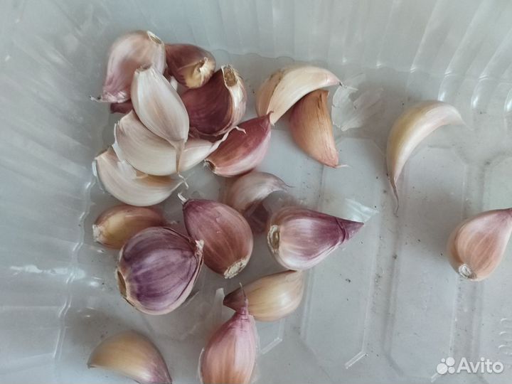 Чеснок яровой