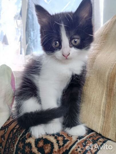 Котята в добрые руки бесплатно