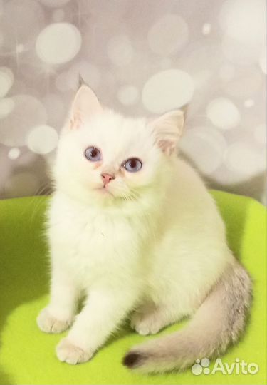 Голубоглазая кошечка