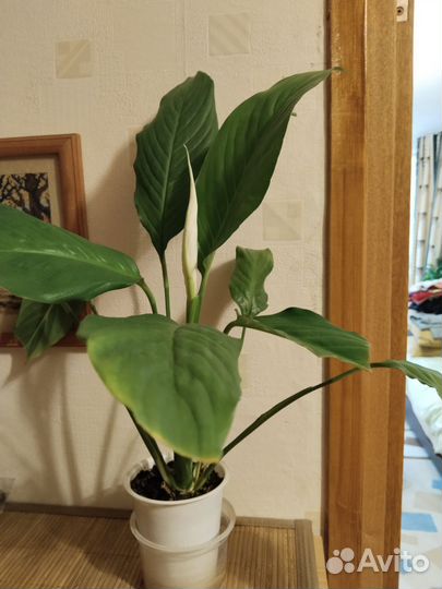 Спатифиллум