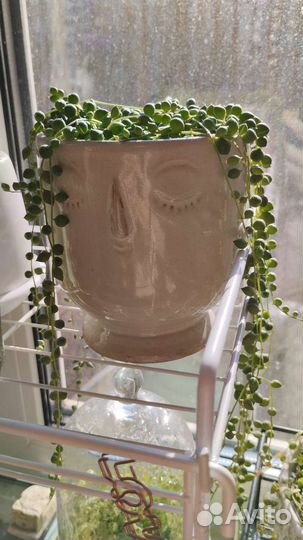 Церопегия,роули,кактус и много ещё