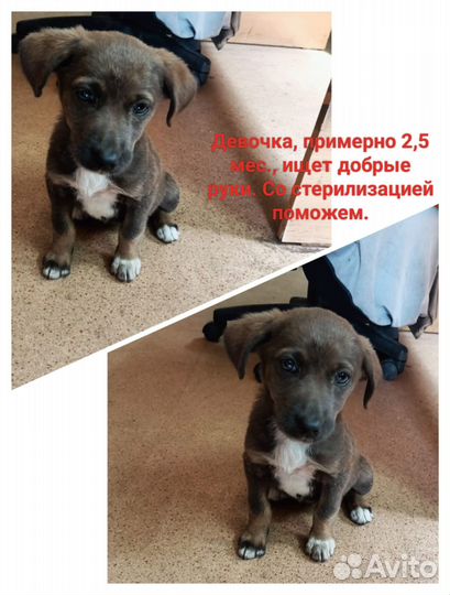 Собаки бесплатно в добрые руки щенки