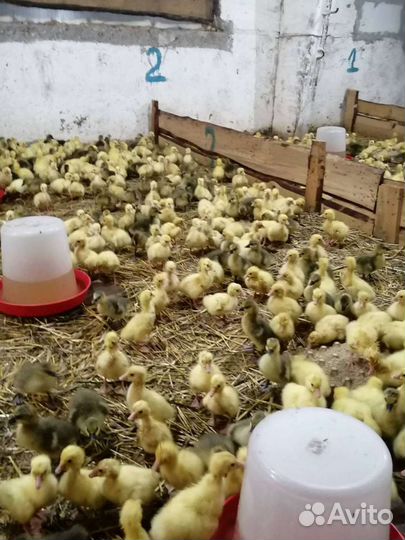 Инкубационное яйцо гусей. Гусята