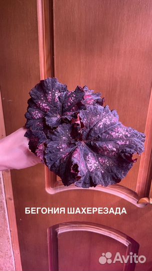 Бегония и традисканции