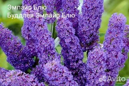 Буддлея Давида