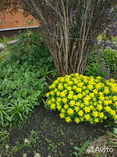 Галантус, мускари, примула, молочай