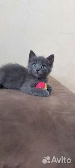 Котенок в добрые руки