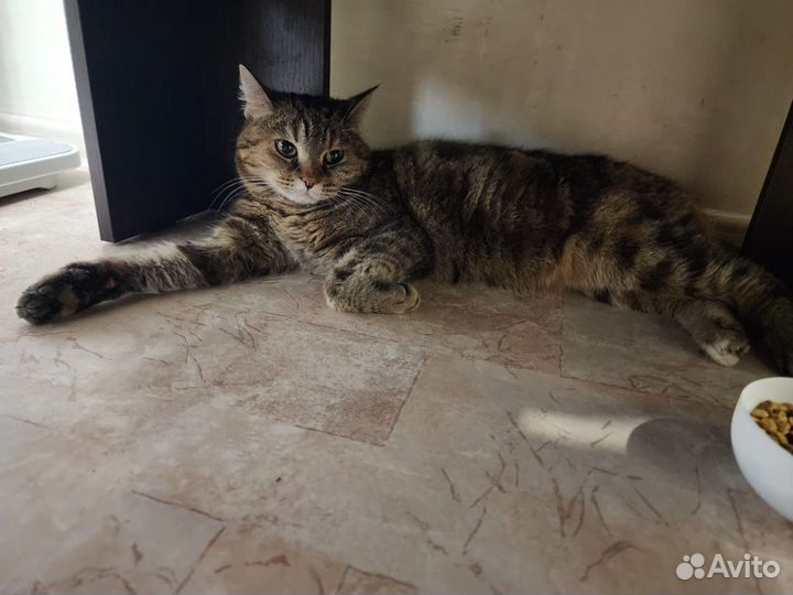 Найдена кошка