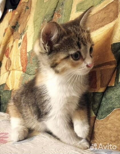 Малыши ищут семью