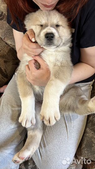 Щенки сао алабай