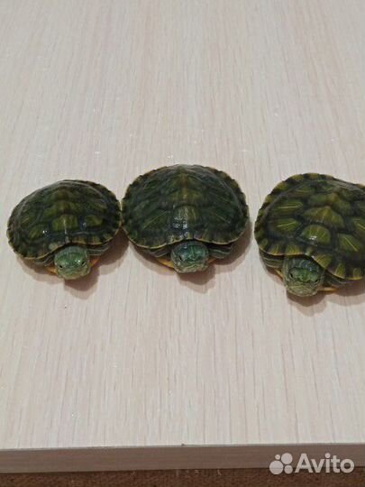 Красноухая черепаха