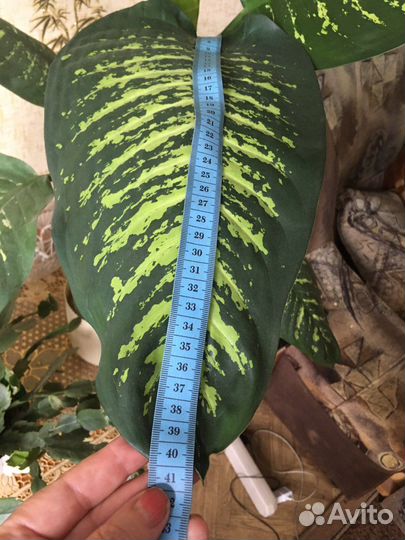 Диффенбахия