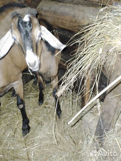 Нубийский козел