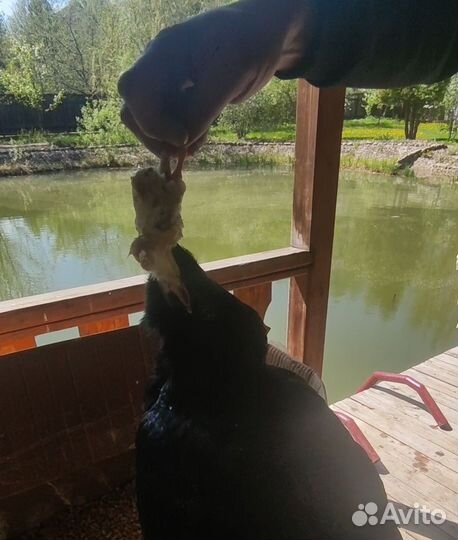 Самая преданная птица