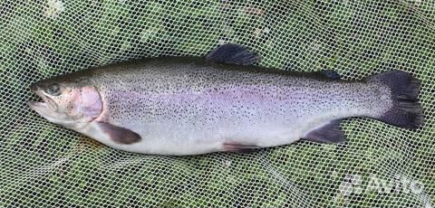 Рыбные отходы (Форель) продам