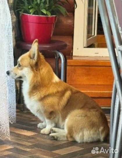 Корги мальчик молодой