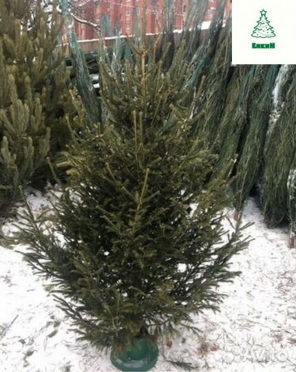 Елка живая сосна/ель с доставкой