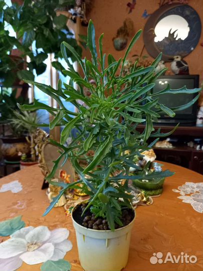 Оленьи рожки