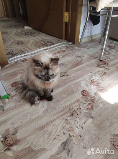 Кошка в дар бесплатно